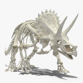 Triceratops Horridus Skeleton Walking Pose model